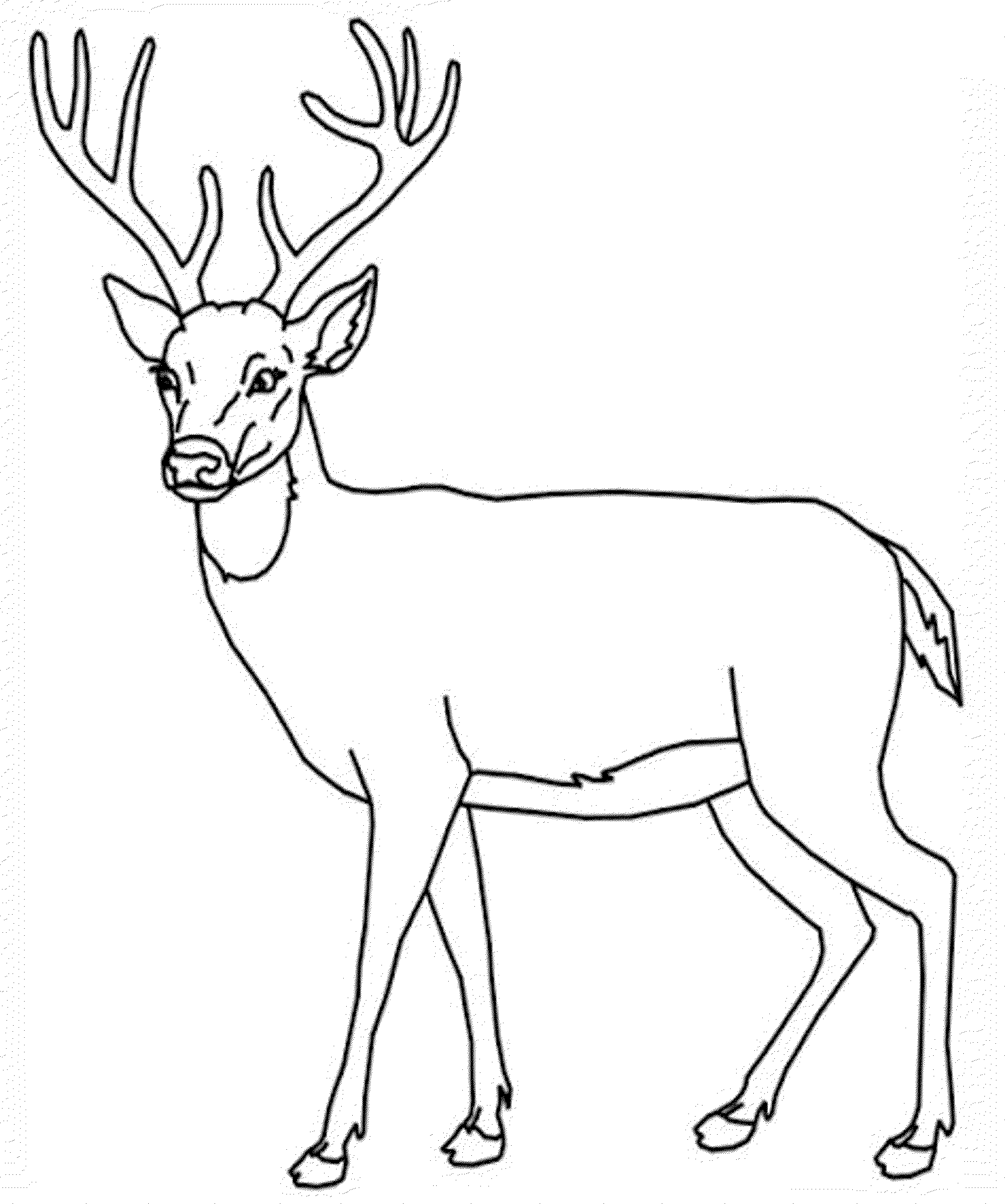 12 Pics Of Big Whitetail Deer Coloring Pages - Big Deer Coloring