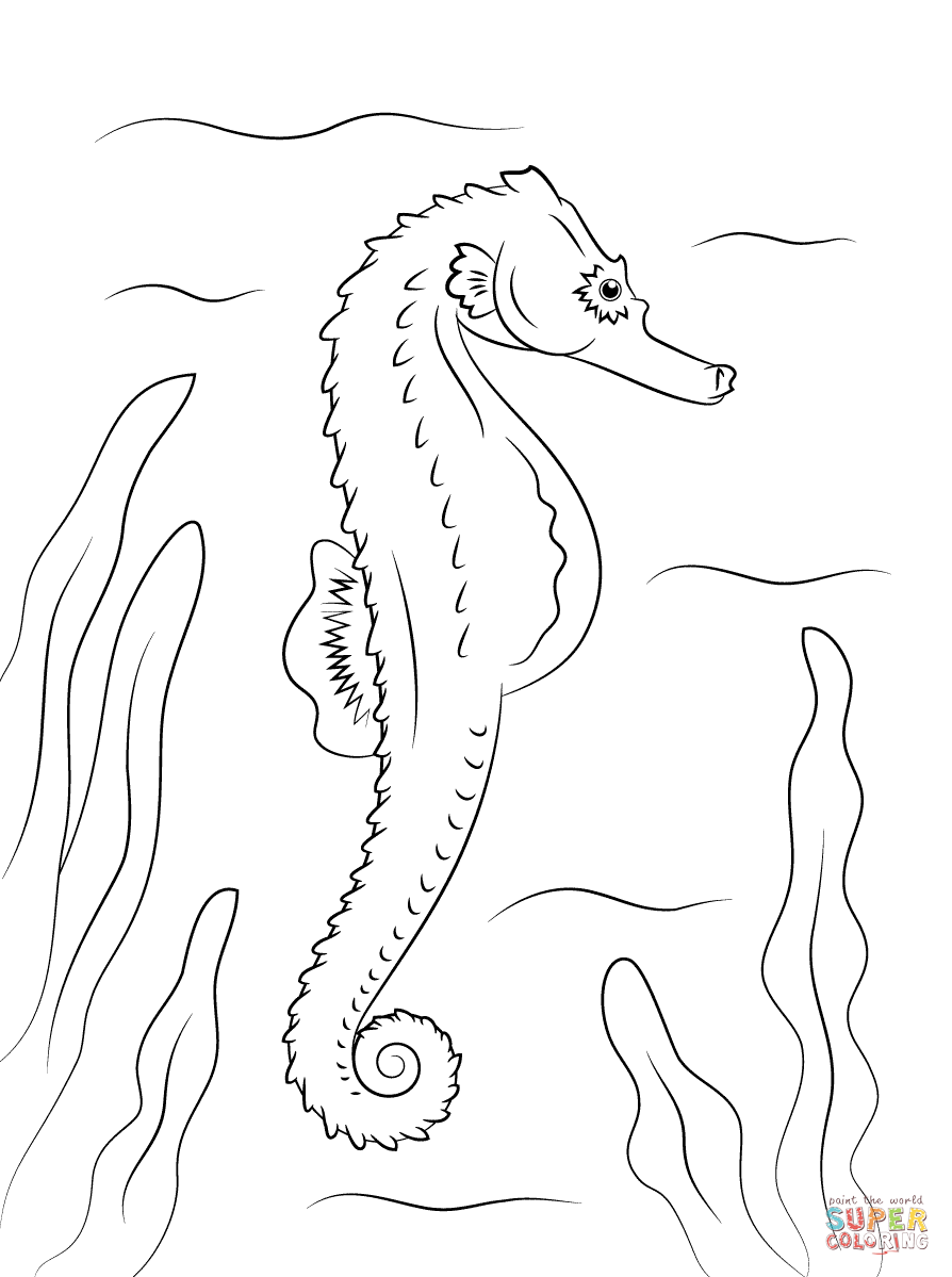 Adult Seahorse and Seahorse Babies coloring page | Free Printable ...
