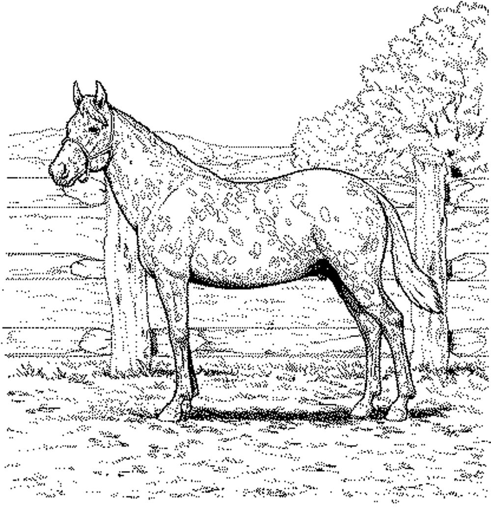 Free Printable Horse Coloring Pages For Adults Advanced