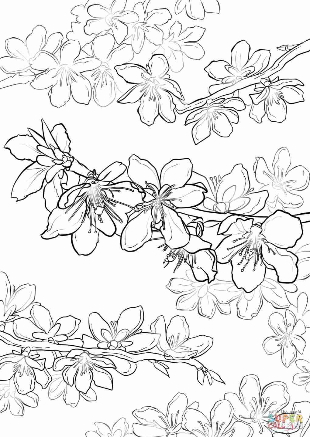 Japanese Cherry Blossom Coloring Pages at GetDrawings.com ...