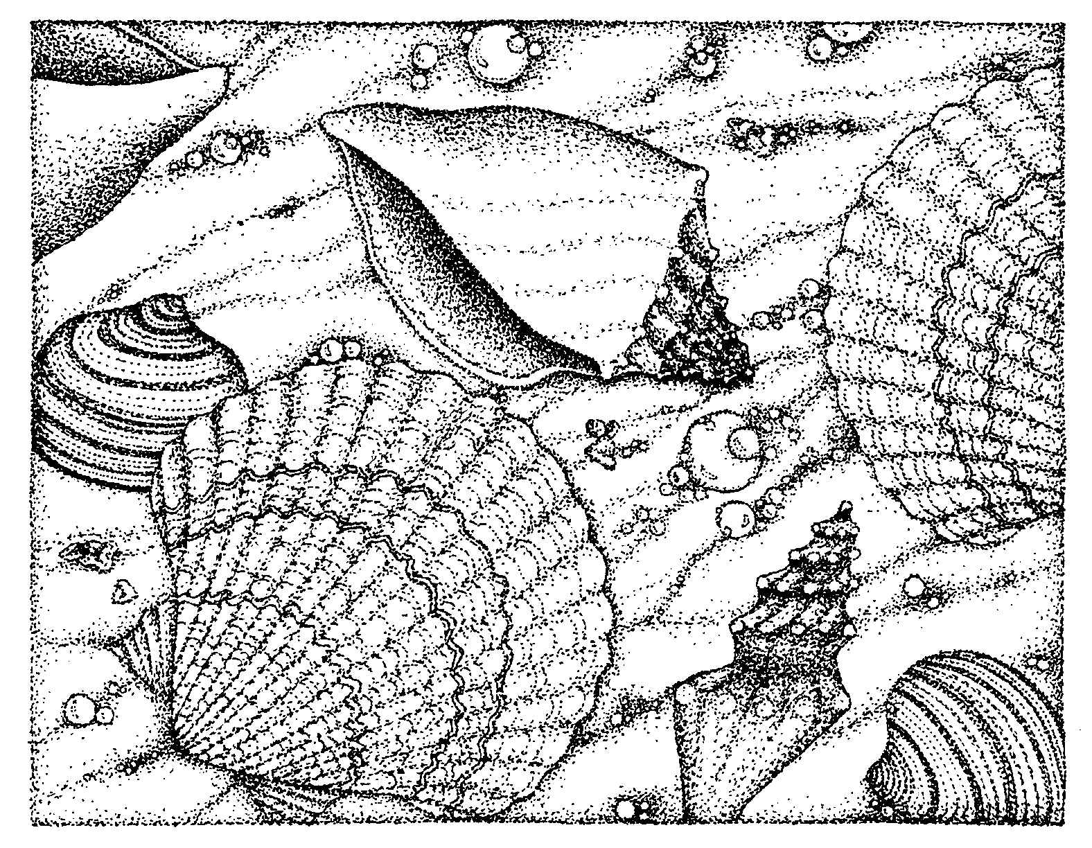 Printable Seashell Coloring Pages Kids - Colorine.net | #19311