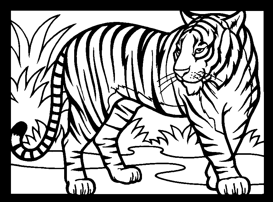 White Tiger Coloring Pages - Coloring Home