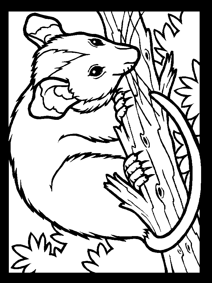 Color Possum Animals Coloring Pages & Coloring Book