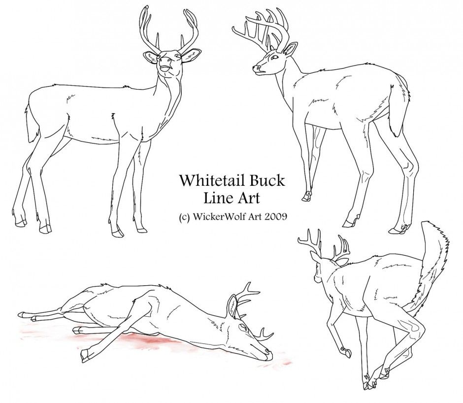 Whitetail Colouring Pages Page 2 237021 White Tailed Deer Coloring 