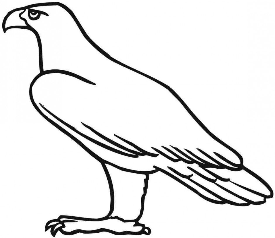 Bald Eagle Pictures To Color Free Coloring Pages For Kids 126501 