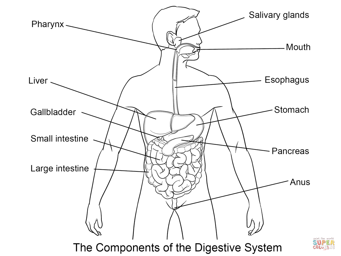 Coloring Pages Of Digestive System Coloring Home