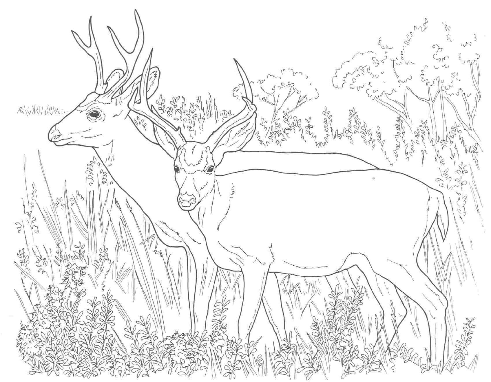 White Tailed Deer Coloring Page Pages Kids