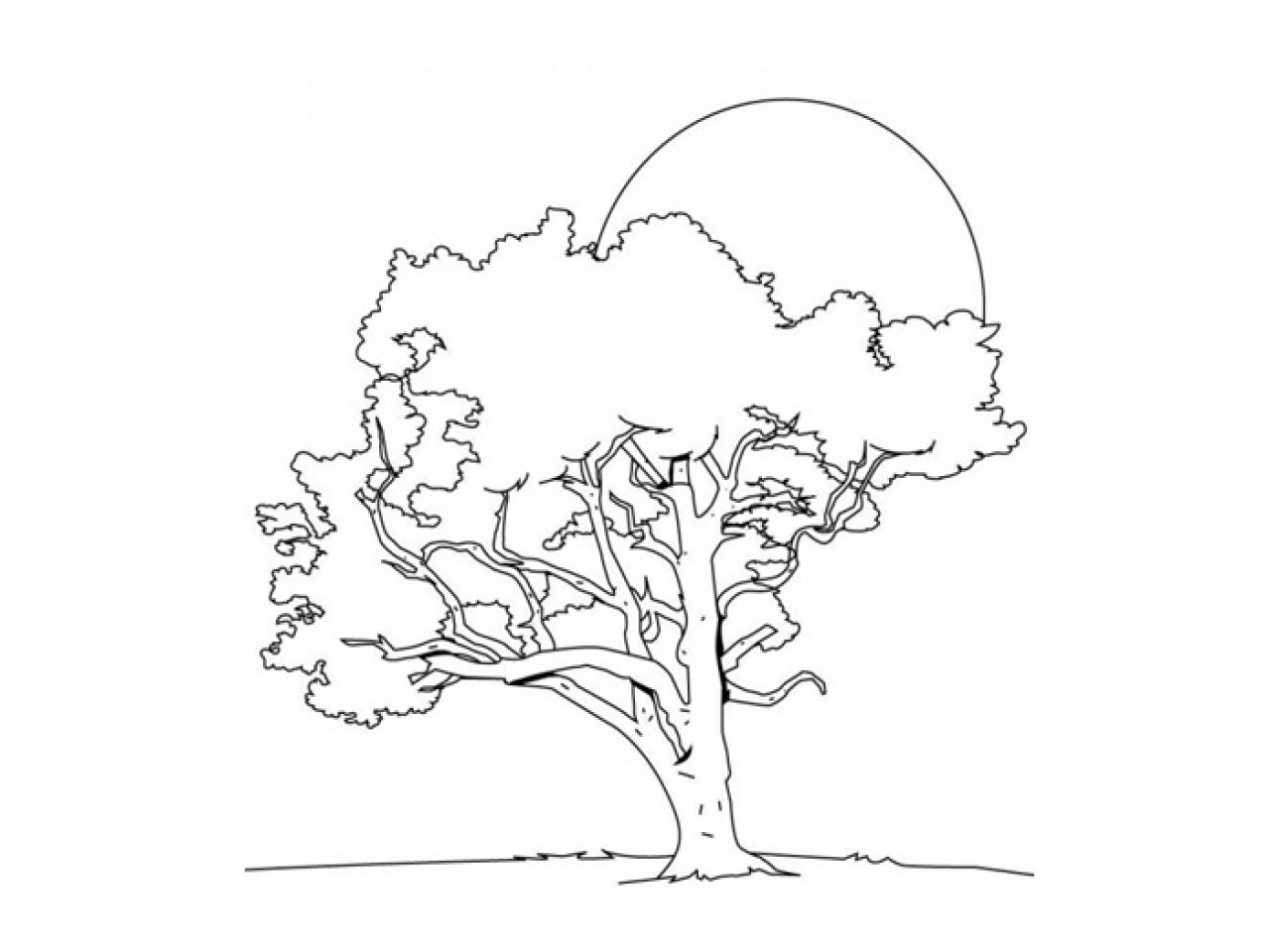 Cartoon Tree Coloring ohio state tree coloring page Coloring