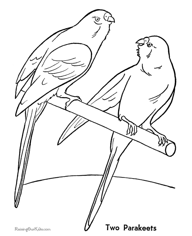 PARAKEET Colouring Pages (page 2)