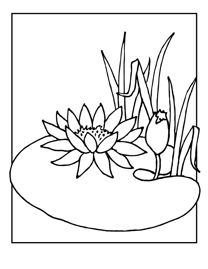 Lily Pad Coloring Page - Coloring Home