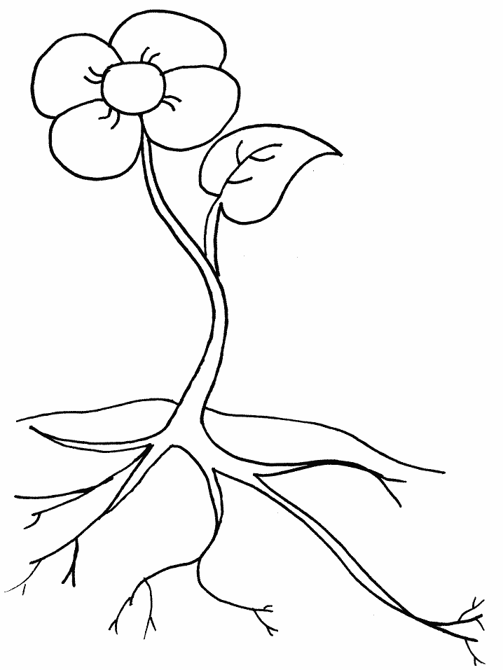 of plant coloring page label the parts you know and color