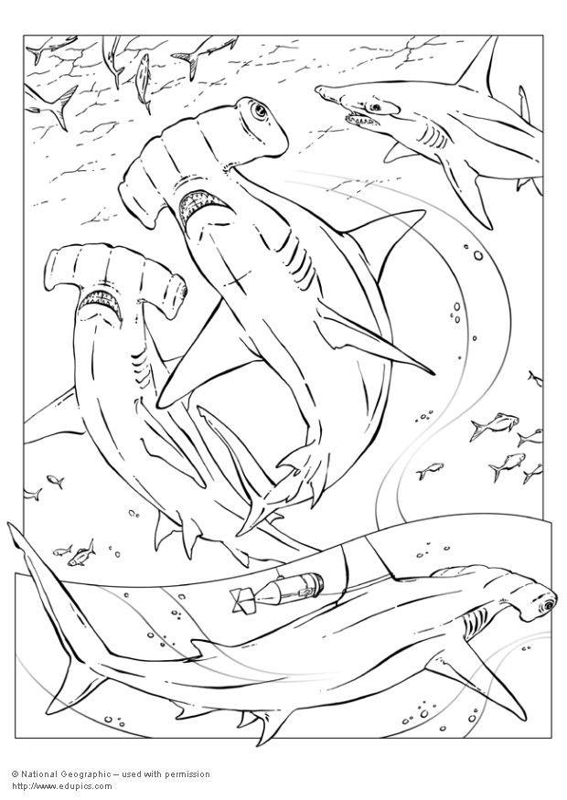 Coloring page hammerhead shark - img 5740.