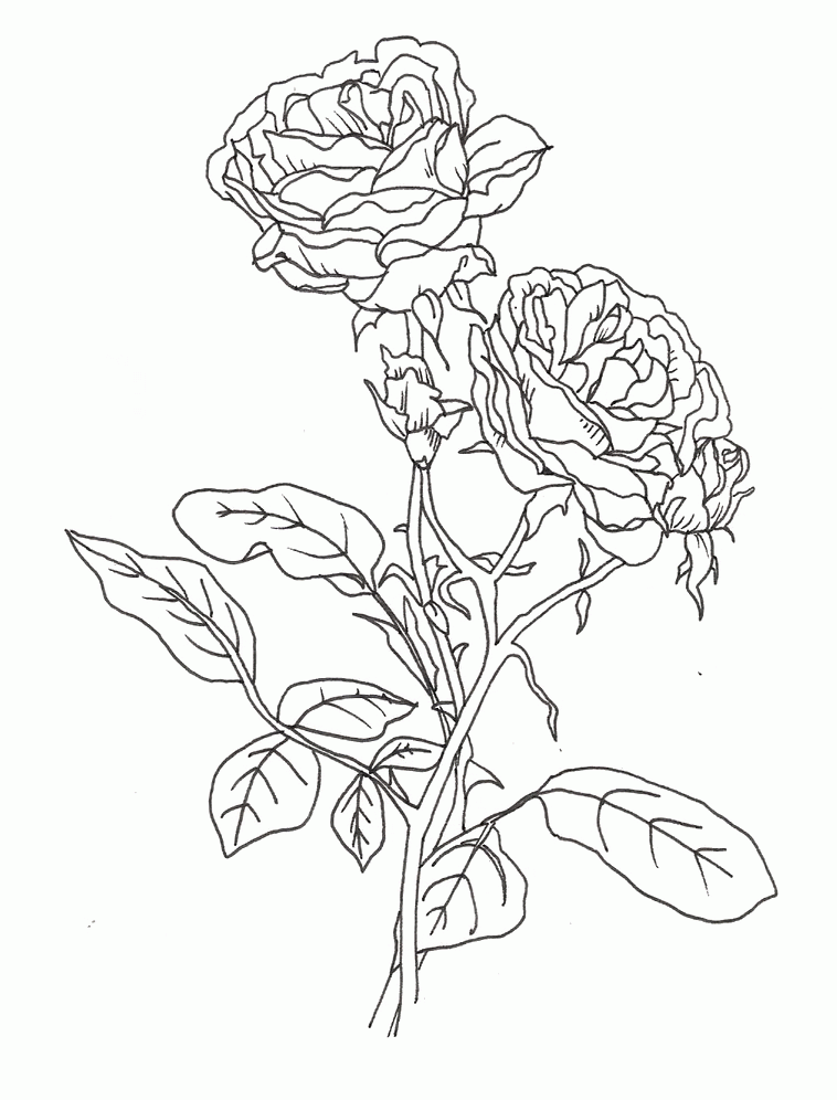 Printable Rose Pictures - Coloring Home