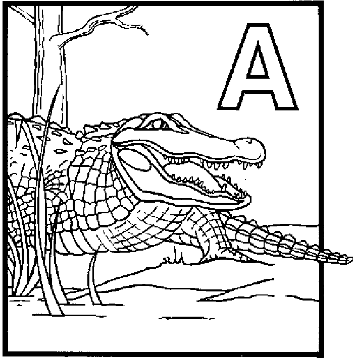 Printable Alligator Coloring Page