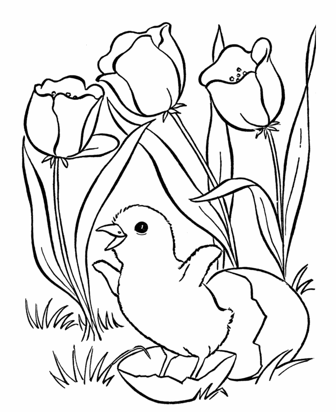 Easter Chick Coloring Pages - Hatching Chick easter coloring pages ...