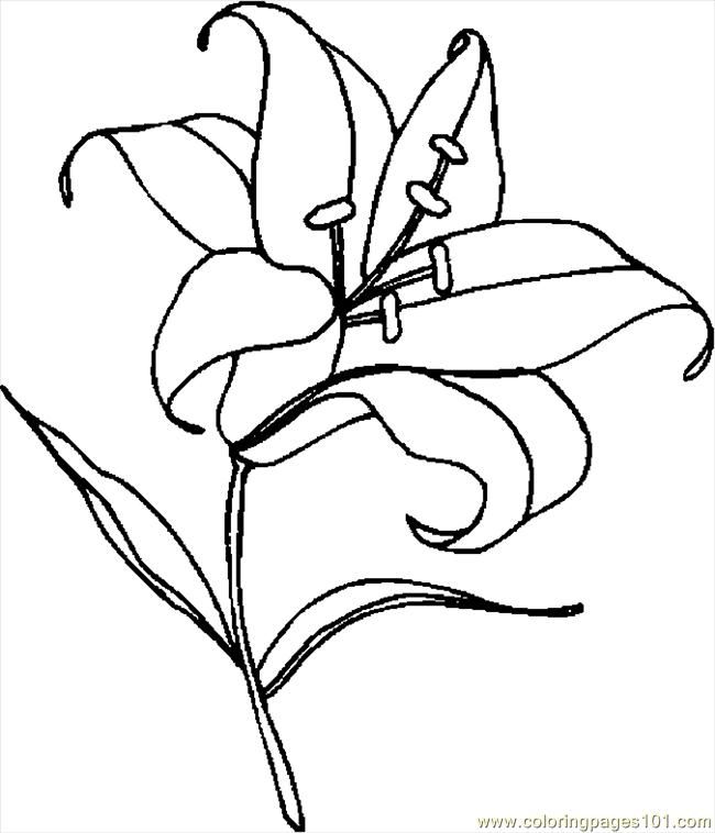 12 Pics of Lily Coloring Pages Printable - Easter Lily Coloring ...