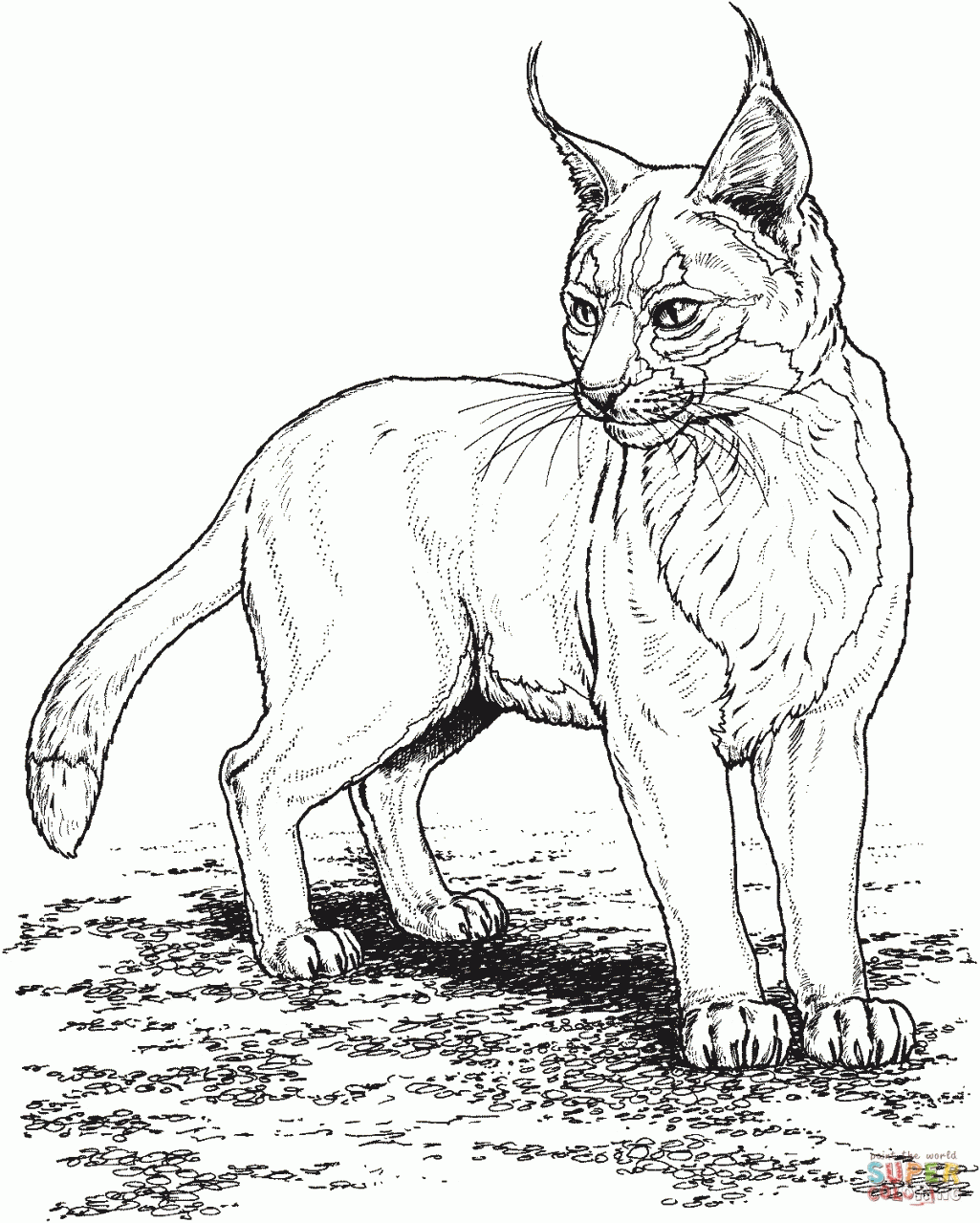 Grassland Animals Coloring Pages | Step ColorinG