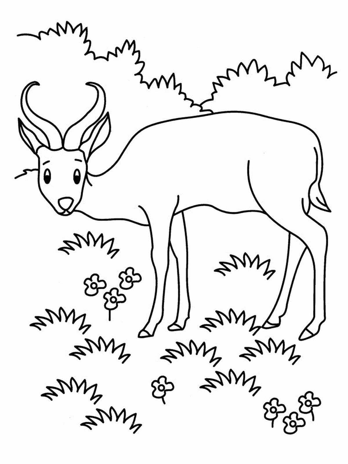 Coloring Pages Ecosystem Animals ...meriwetherfoundation.org