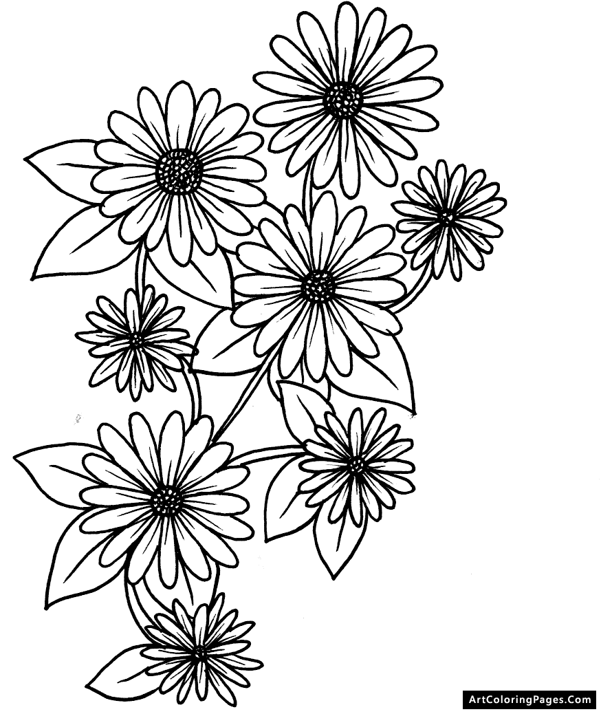 Coloring Pages Of Daisy Flower