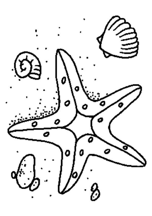 Starfish in the Sand Coloring Page | Kids Play Color