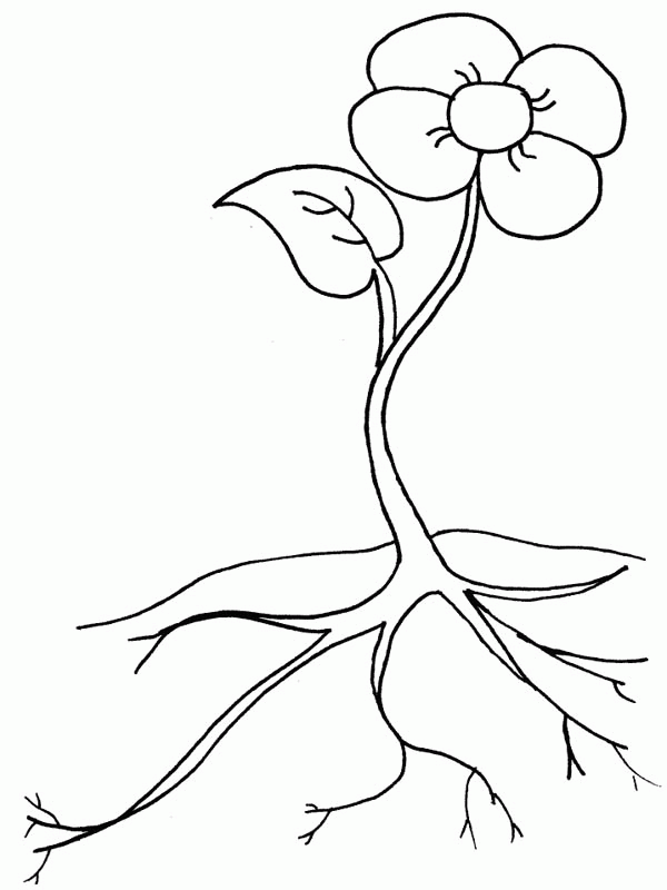 Plant Coloring Page Coloring Home