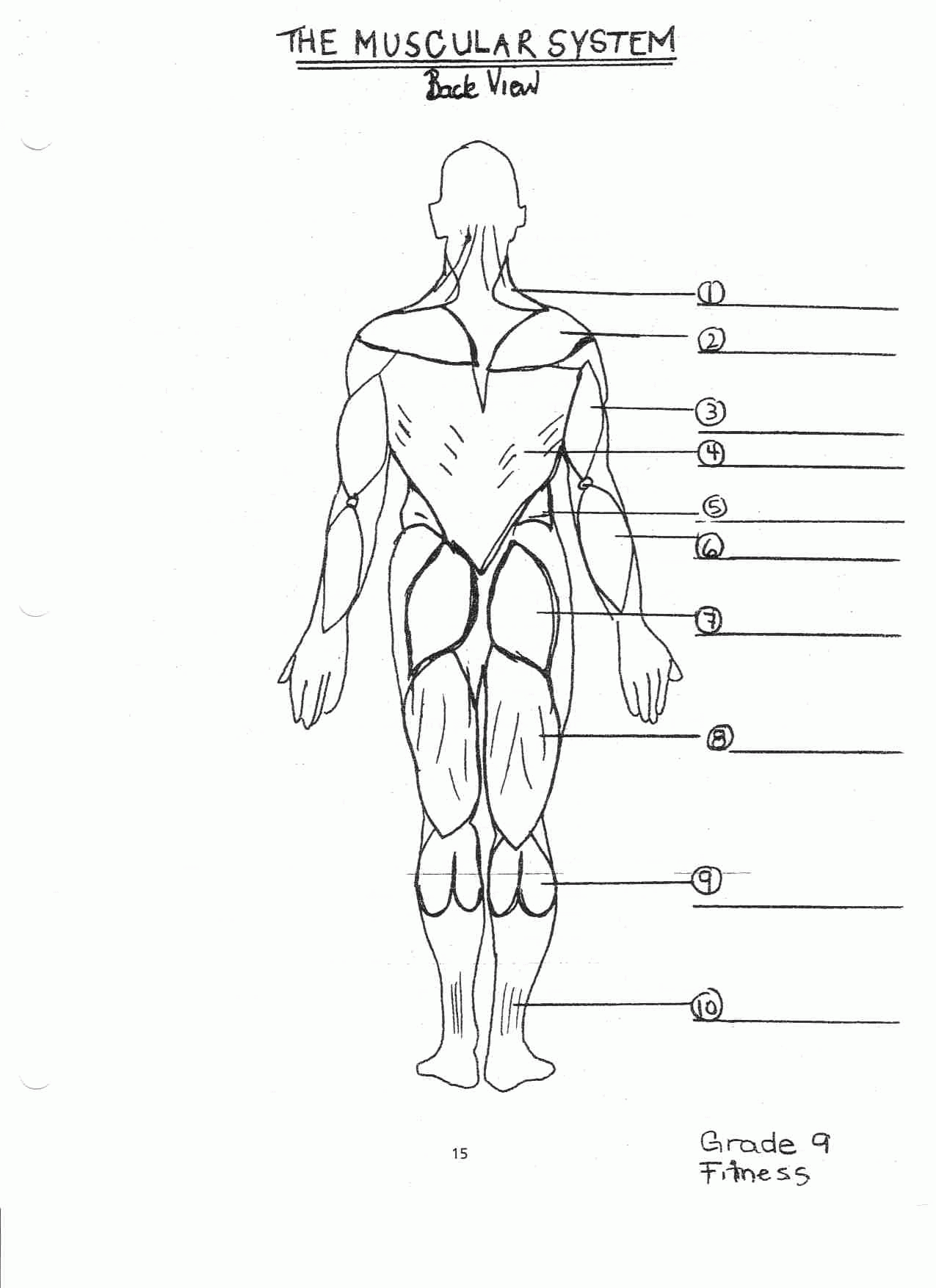 Back Muscle Diagram Female The Superficial Back Muscles Attachments