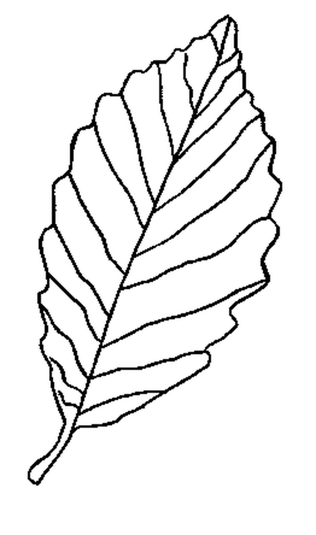 Large Leaf Template - Coloring Home