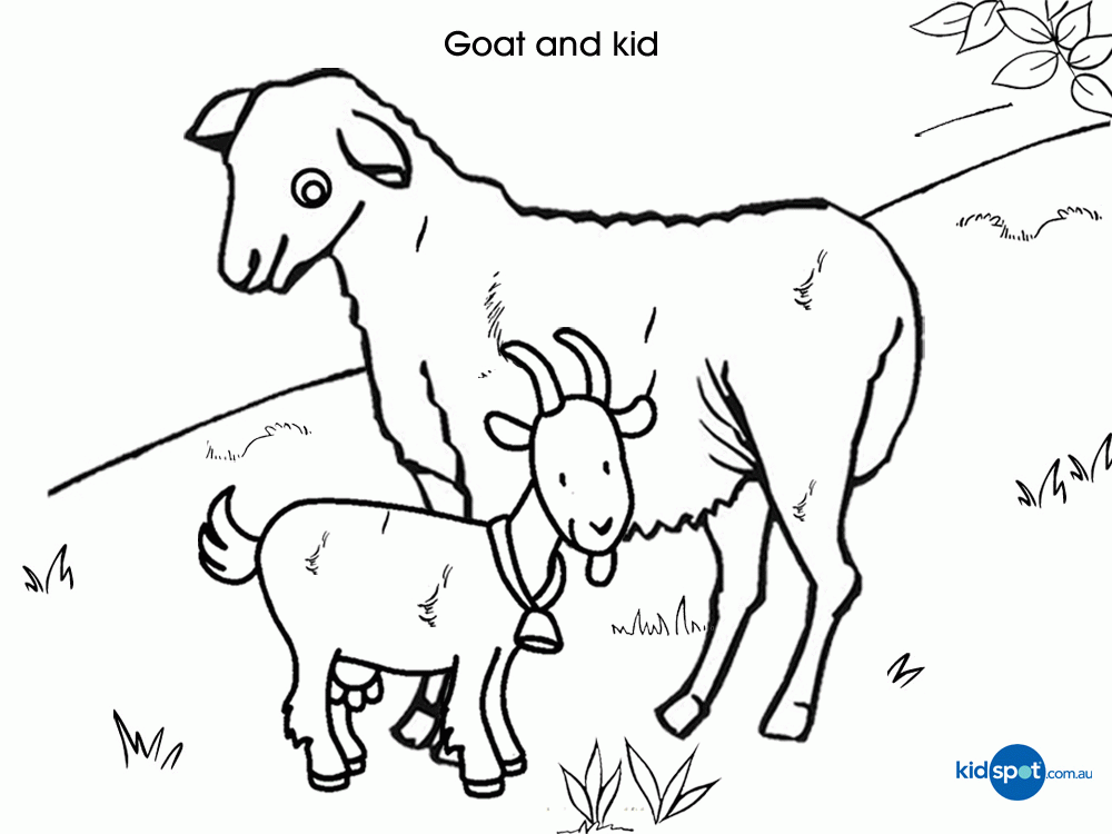 6 Pics Cute Baby Goat Coloring Pages