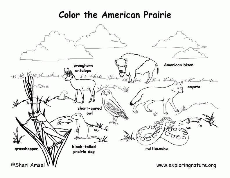 free-biome-coloring-pages-coloring-home