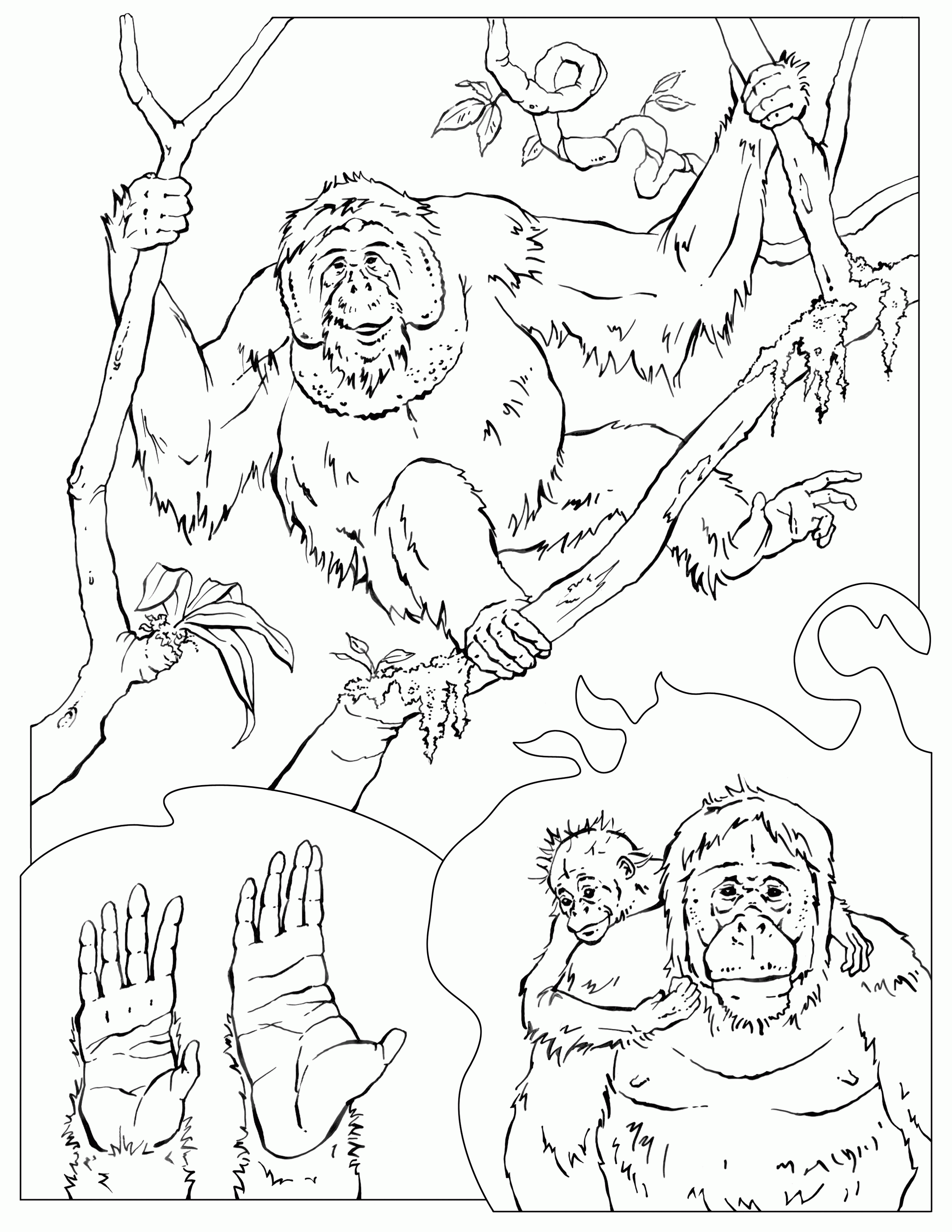 Coloring Pages – wildliferesearch.org