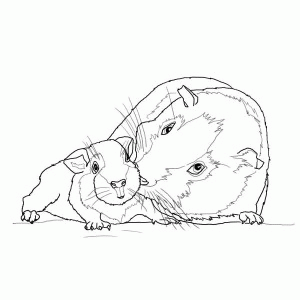 Guinea Pigs - Coloring Pages for Kids and for Adults