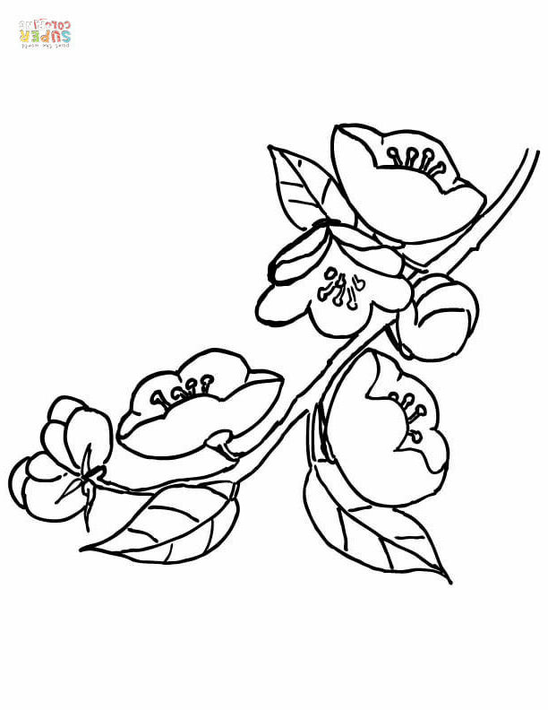 Apple Blossom coloring page | Free Printable Coloring Pages
