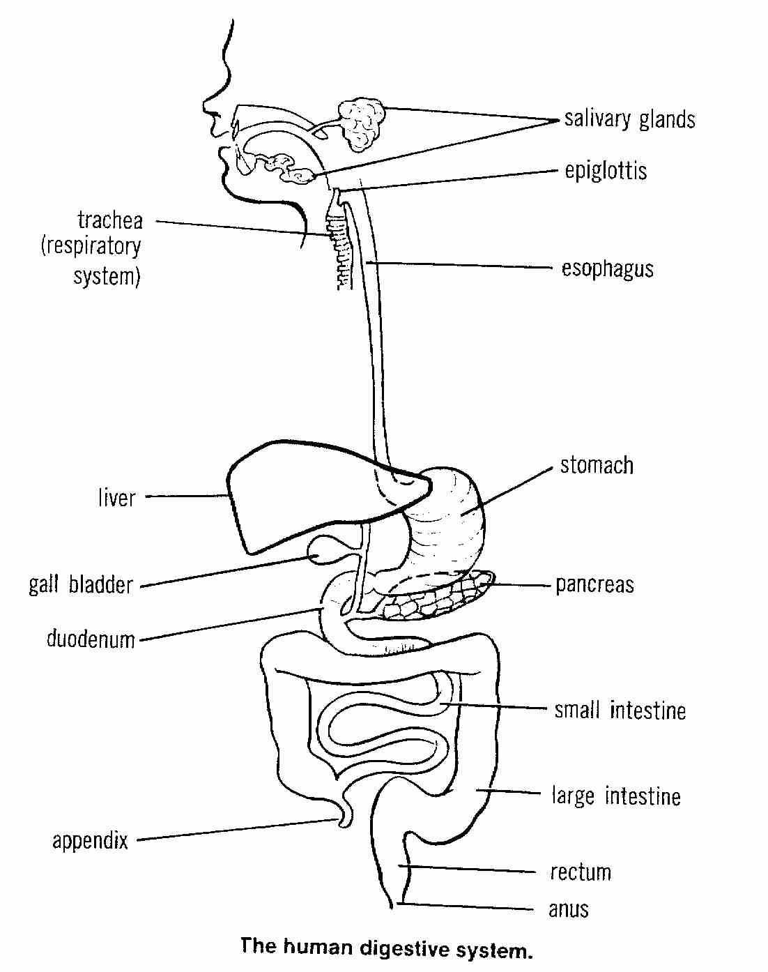 Diagram Of Digestive System Of Human Being - Human Anatomy Diagram