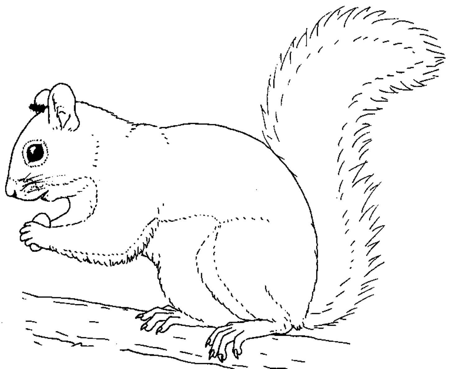 Squirrel Coloring Pages For Preschool Coloring Home