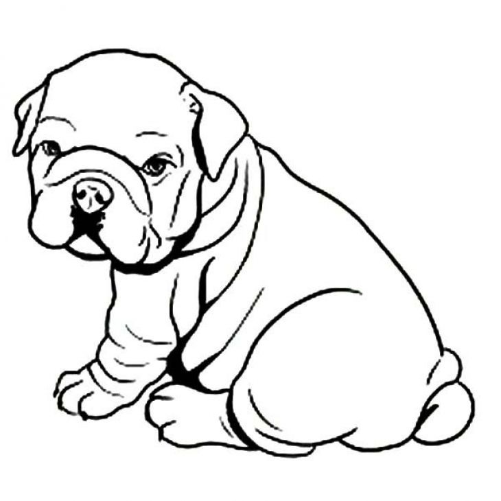 Bulldog Coloring Pictures Coloring Home