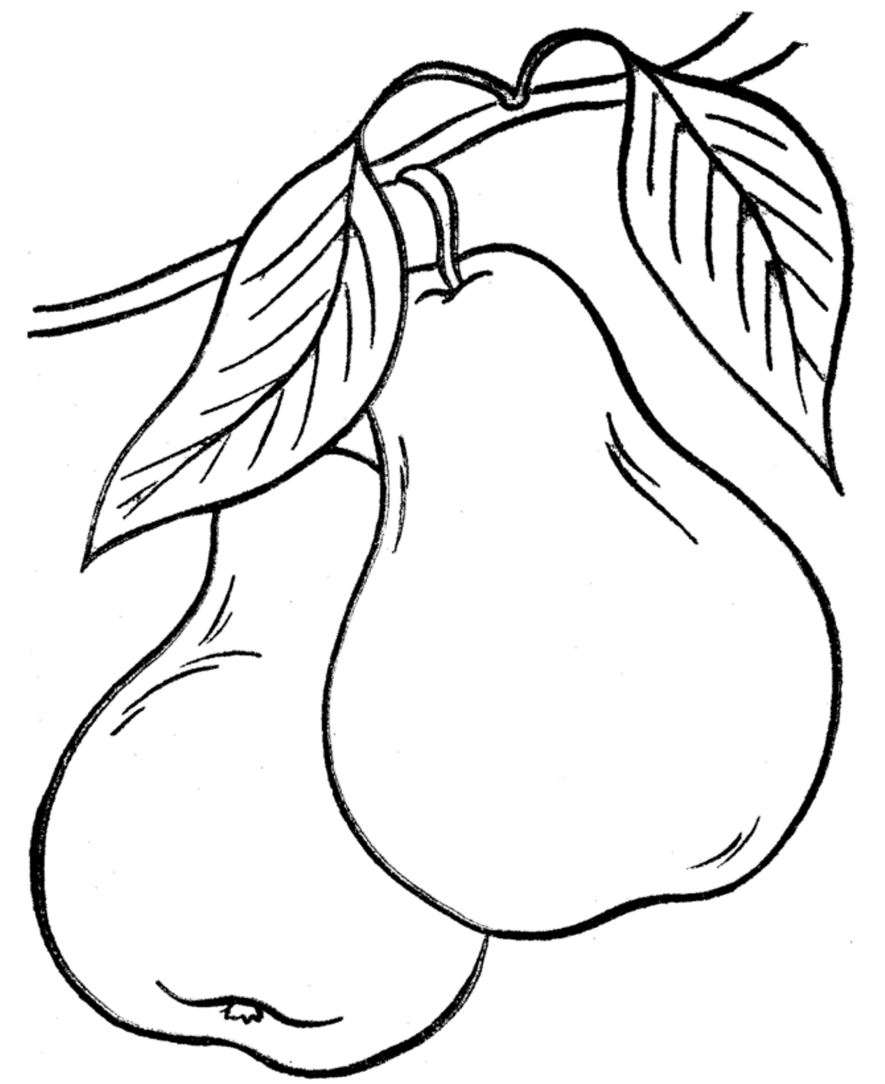 Fruit Coloring Pages Pears | Fruit coloring pages, Coloring pages, Fruits  drawing