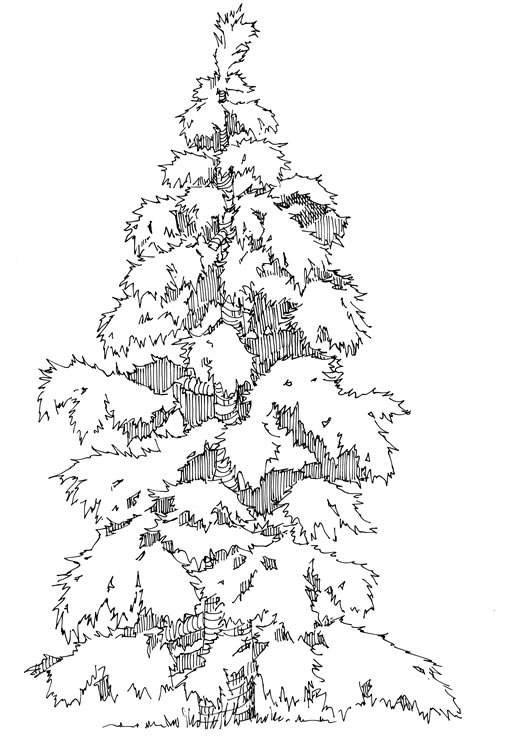evergreen tree coloring pages - photo #26