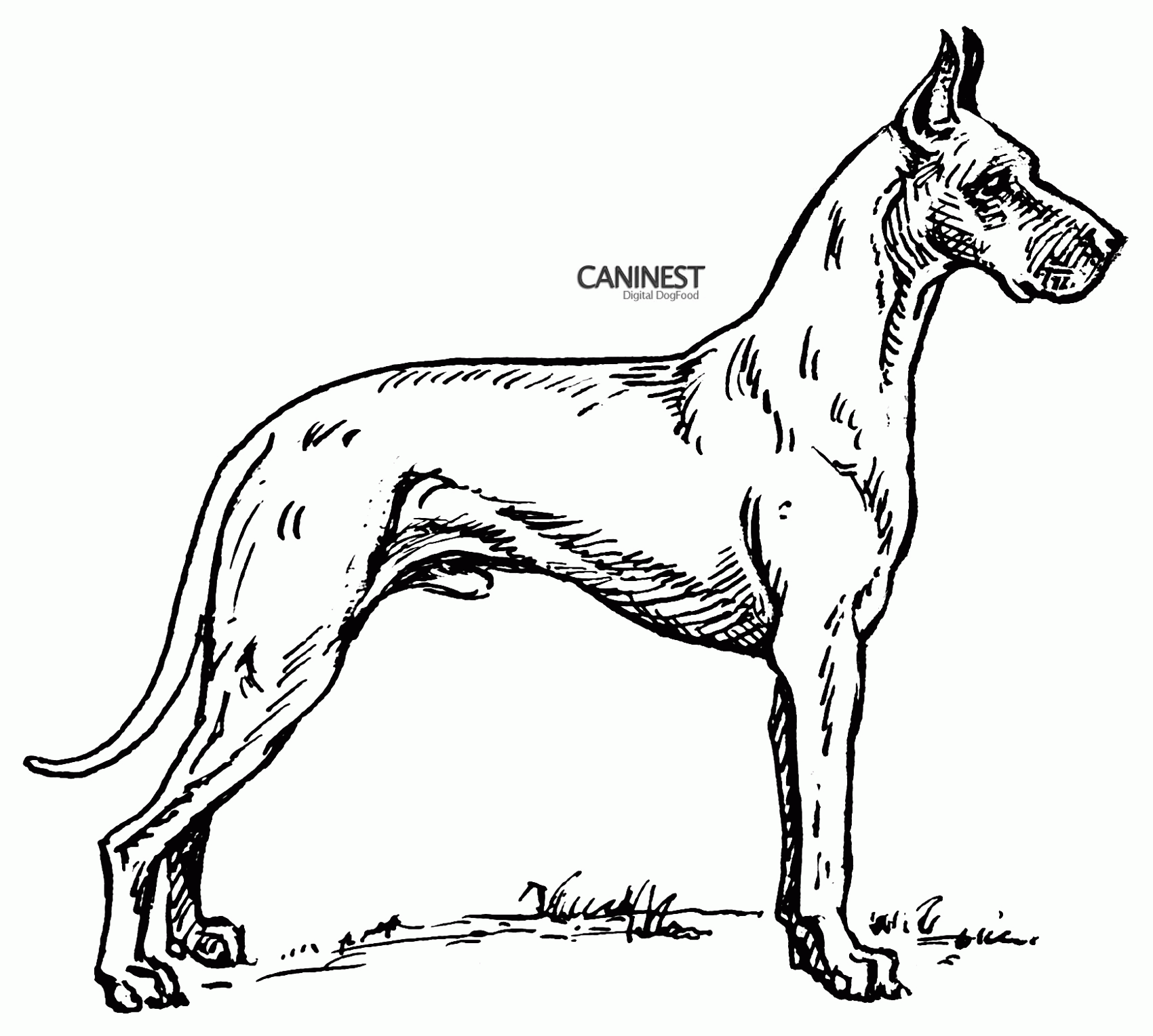 13 Pics of Great Dane Puppy Coloring Pages - Great Dane Coloring ...