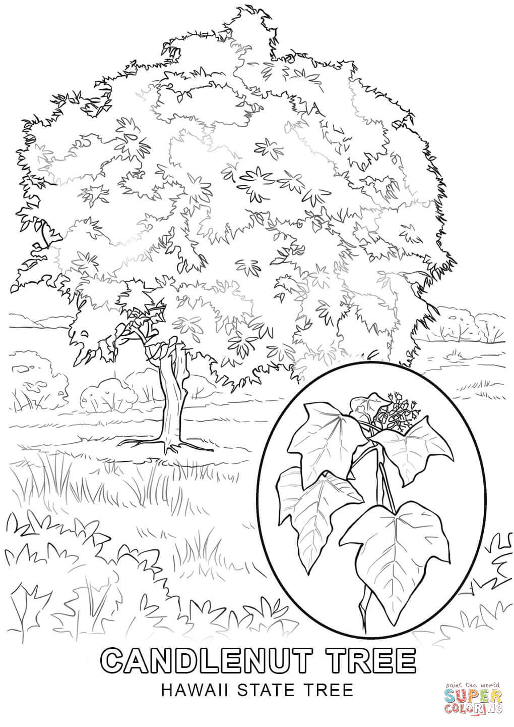 hawaii state tree coloring page free printable coloring pages