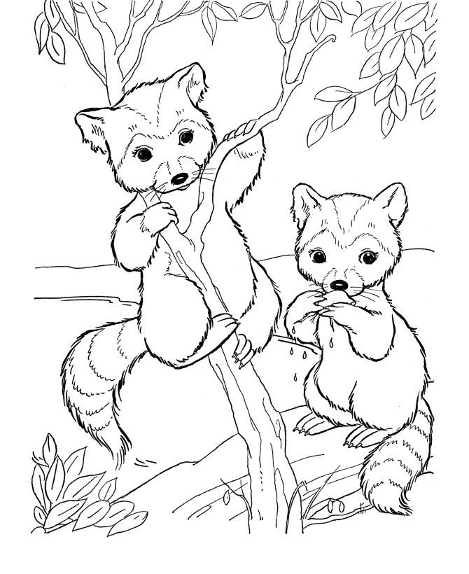 Free Woodland Animal Coloring Pages