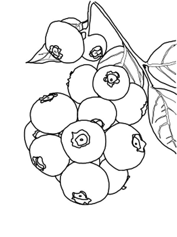 Sweet Blueberry Bush Coloring Pages | Best Place to Color