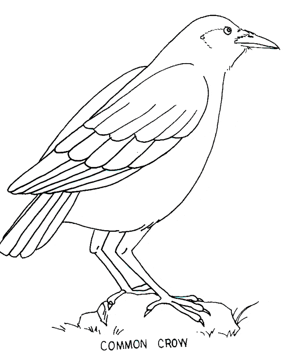 Crow Pictures To Color | Crow pictures, Bird coloring pages, Coloring pages