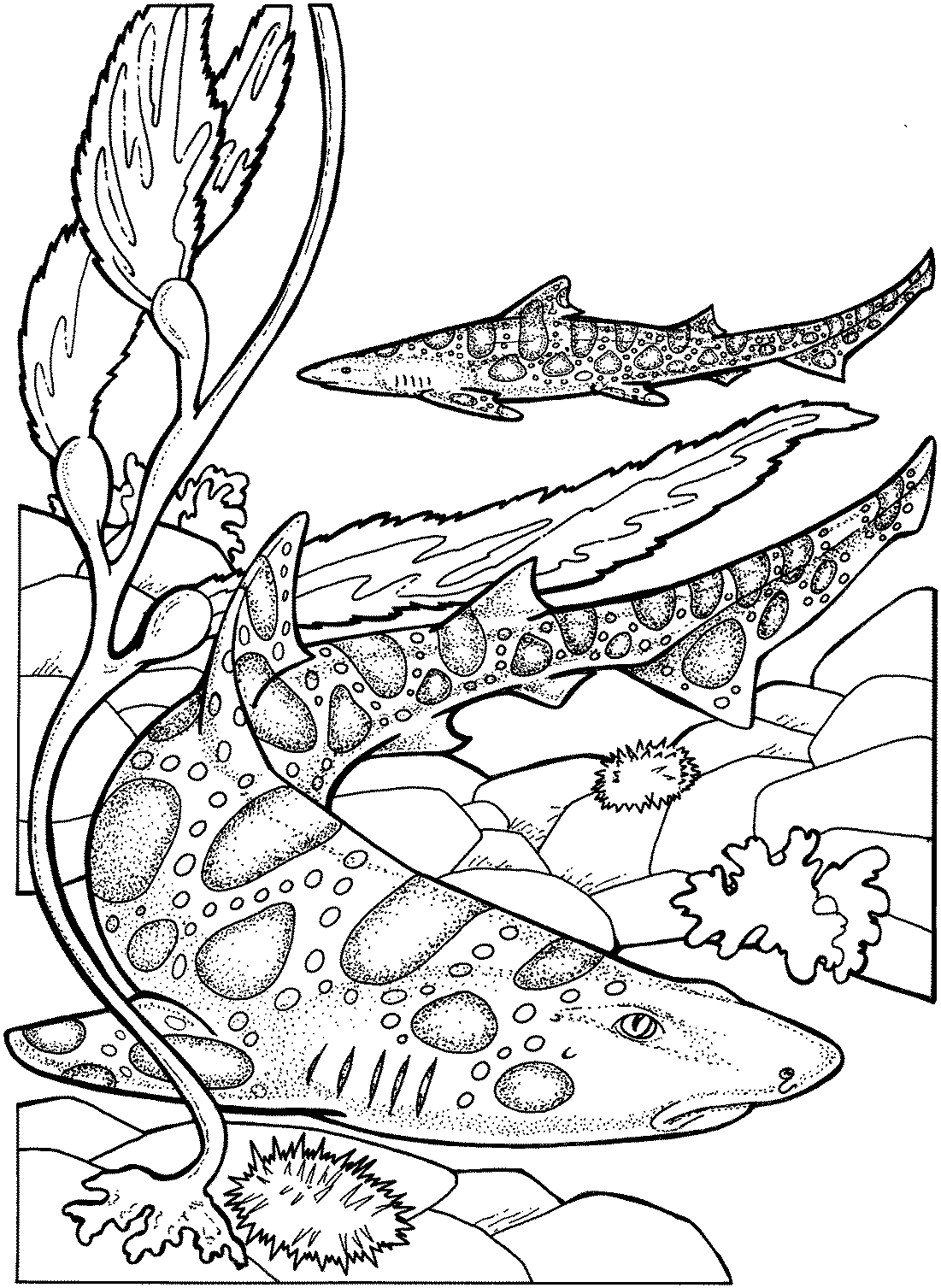 Hammerhead Shark Coloring Pages Free Coloring Home