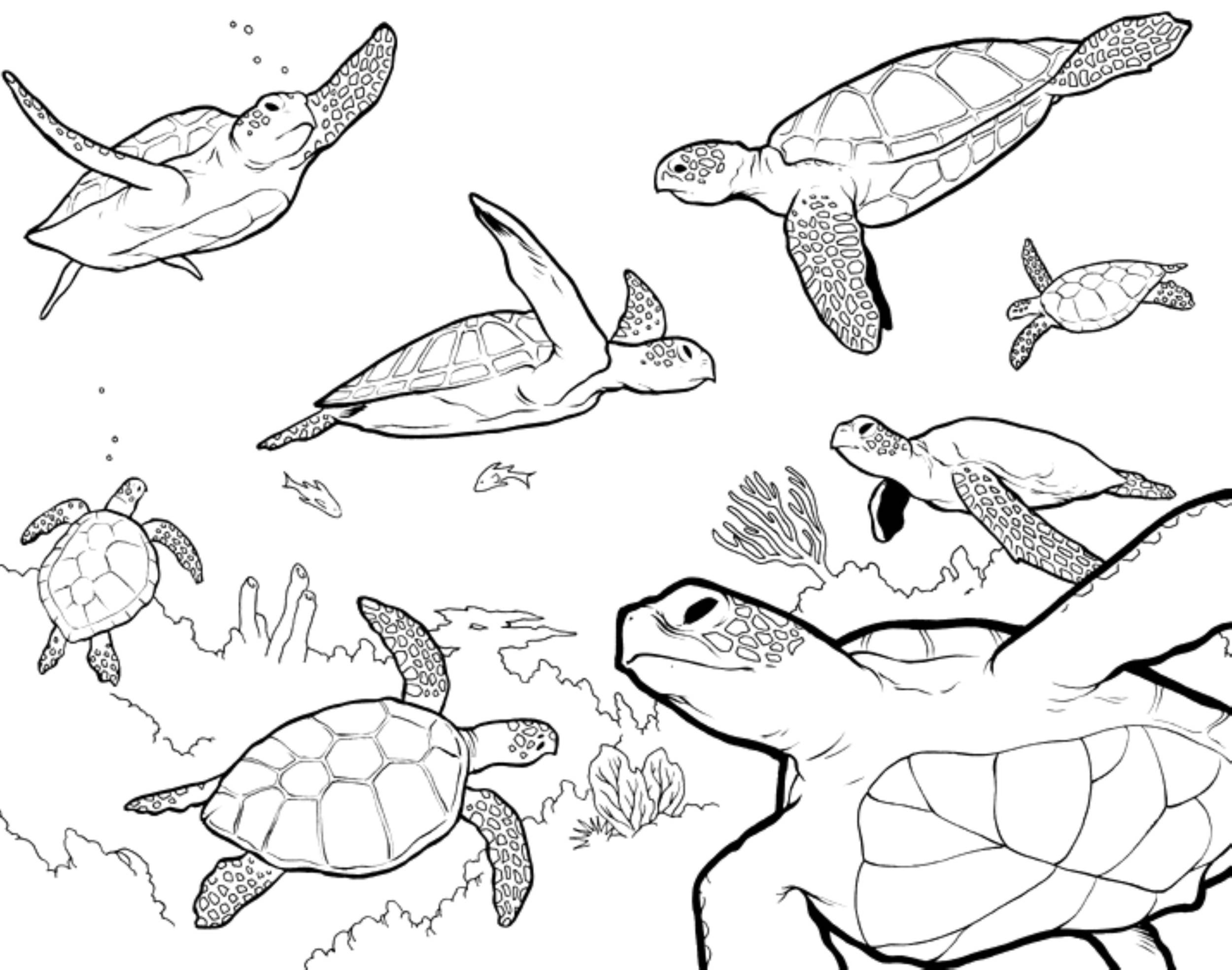 green sea turtle in mozaic coloring page. coloring page turtle ...