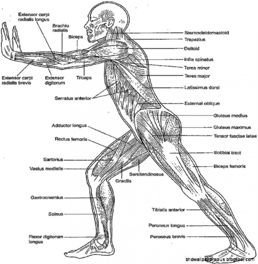 Free Anatomy And Physiology Coloring Pages Coloring Home