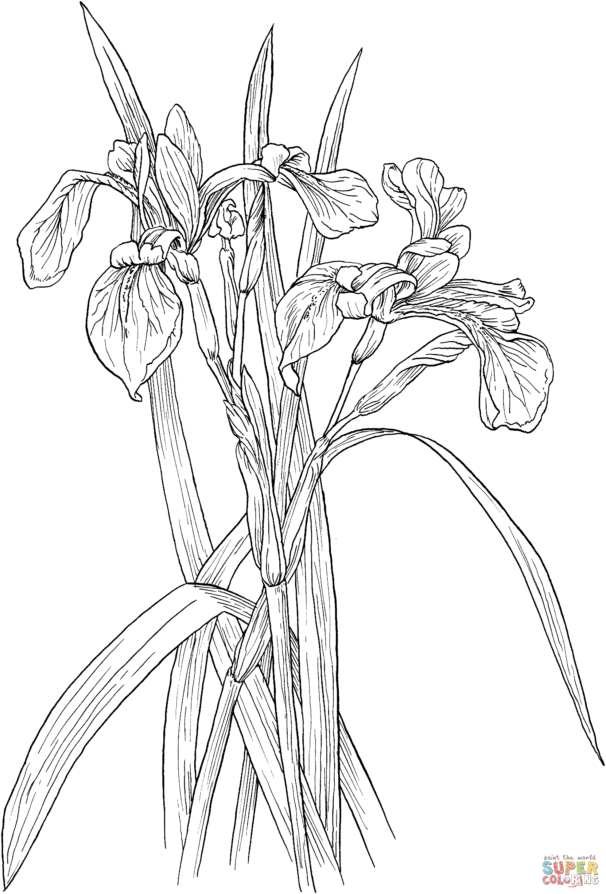 Iris Flower Coloring Page - Coloring Home