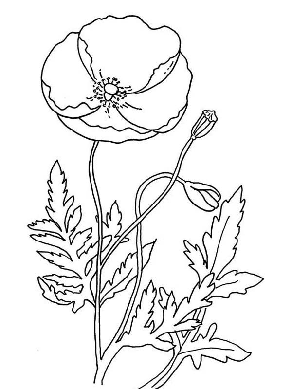 Remembrance Day with Poppy Coloring Page | Color Luna