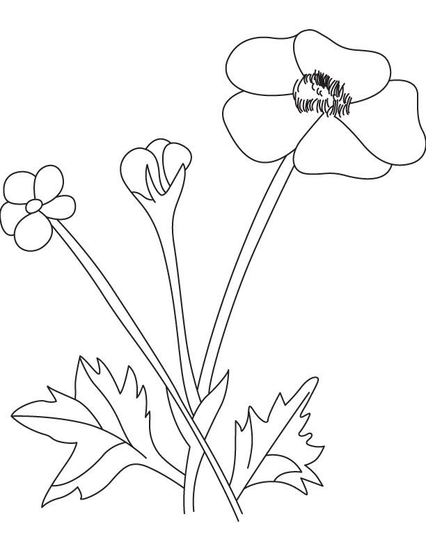 Buttercup Flower Coloring Pages - Coloring Pages For All Ages