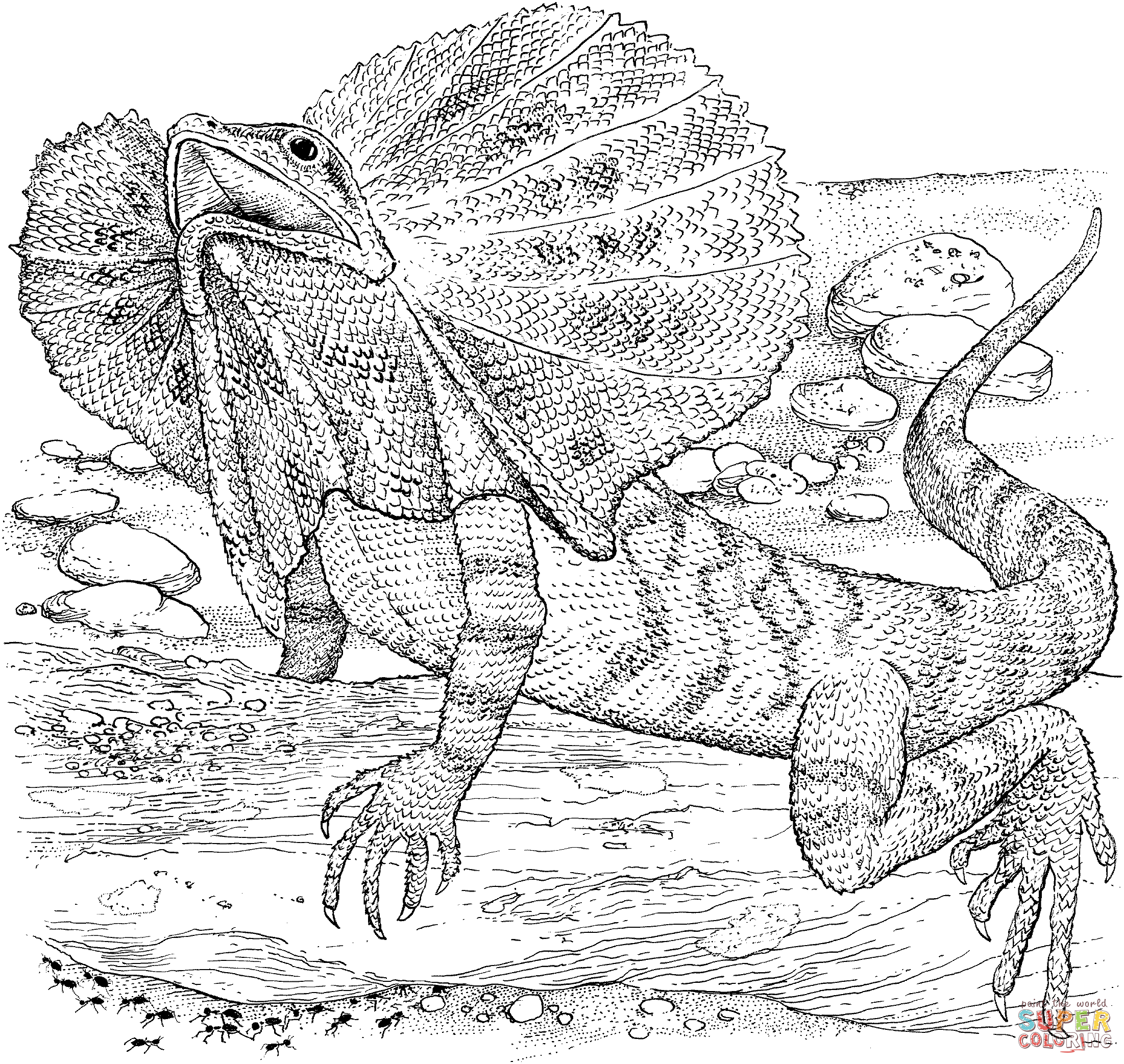 coloring pages of a lizard  coloring home