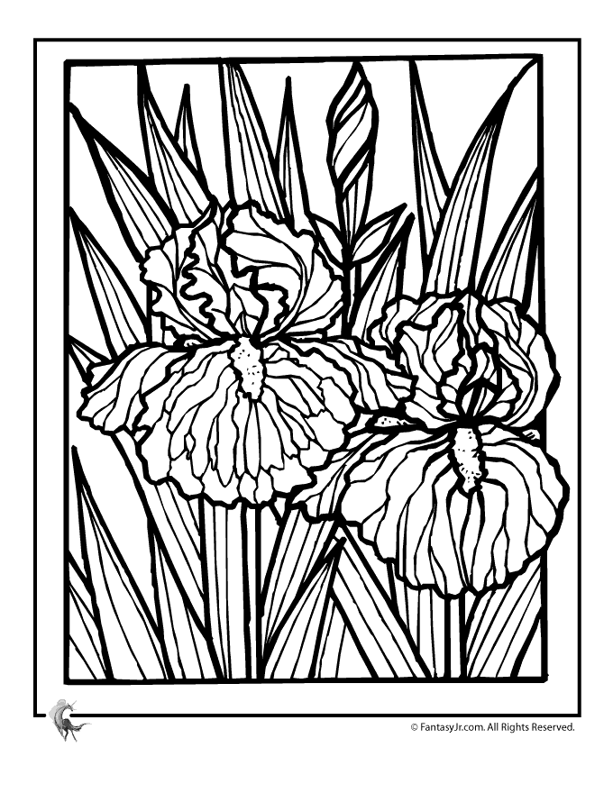 coloring spring flower iris adult adults flowers colouring sheets printable jr fantasy clipart drawings patterns garden pattern irises line books